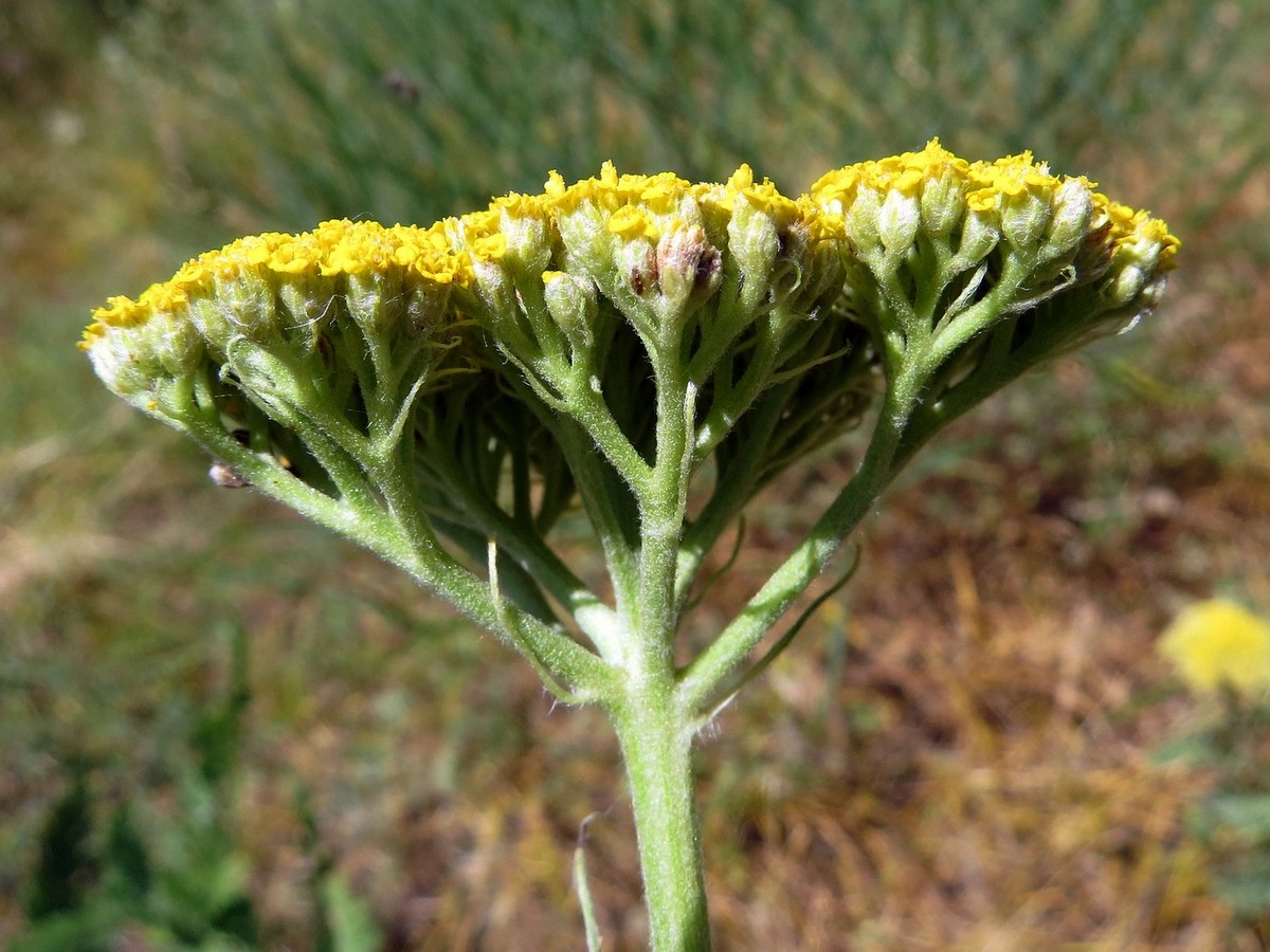 Изображение особи Achillea filipendulina.