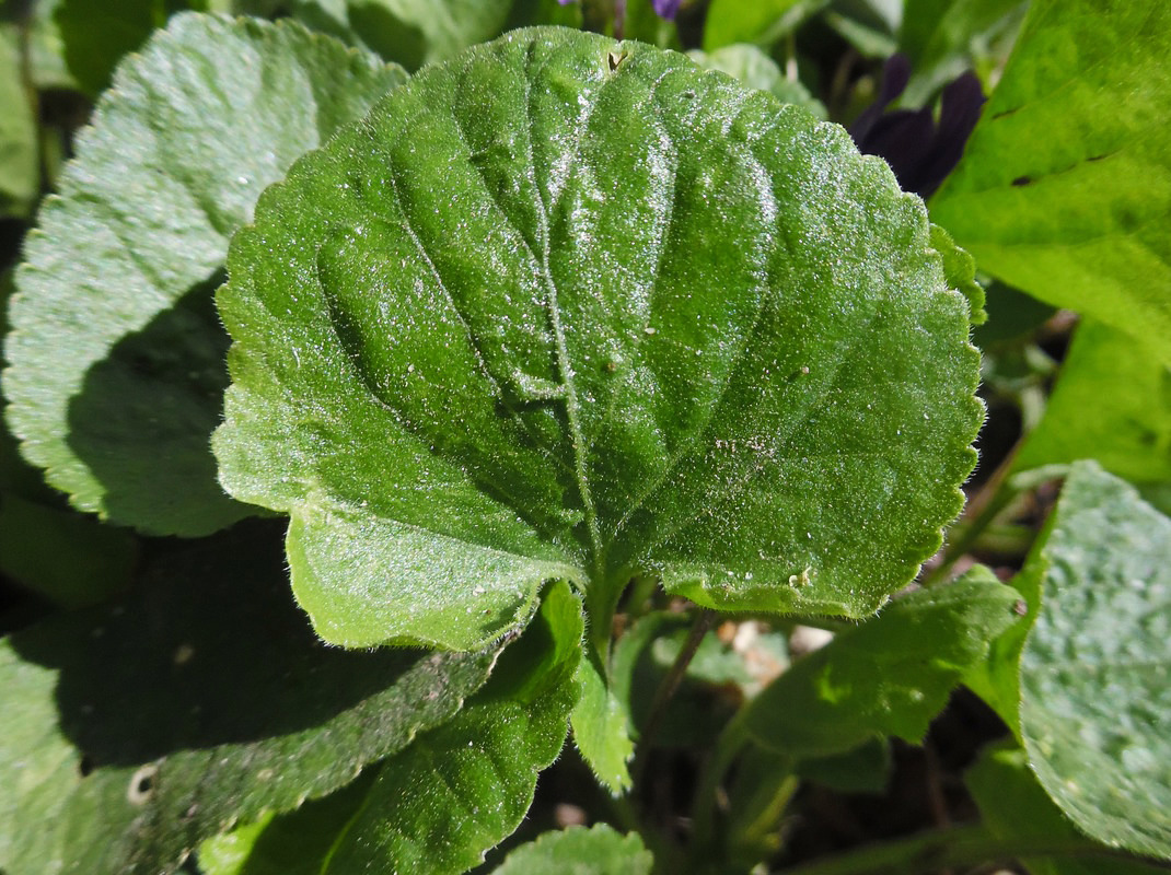 Image of Viola odorata specimen.