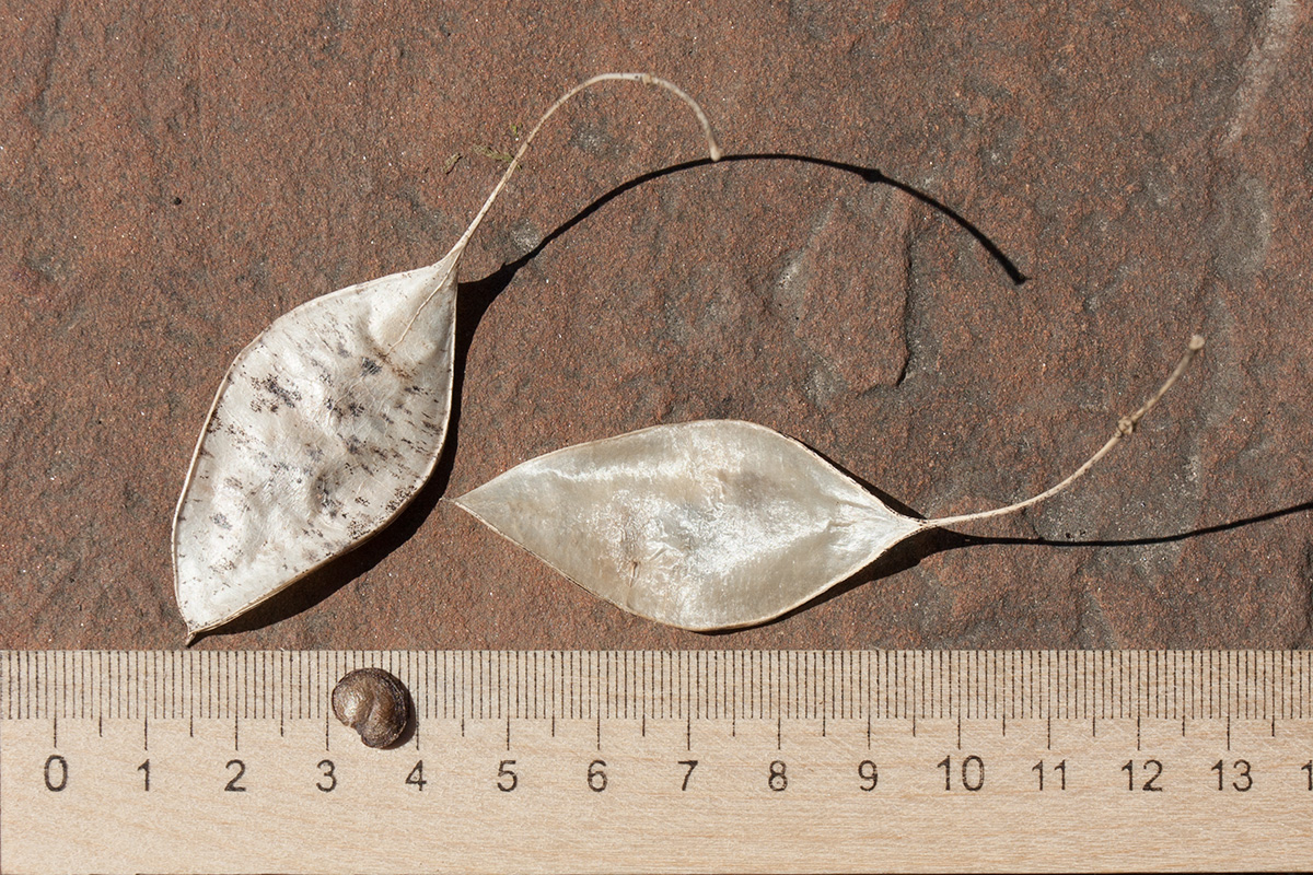 Image of Lunaria rediviva specimen.