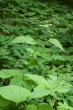 Lunaria rediviva