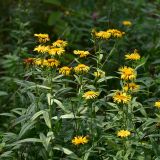 Inula salicina