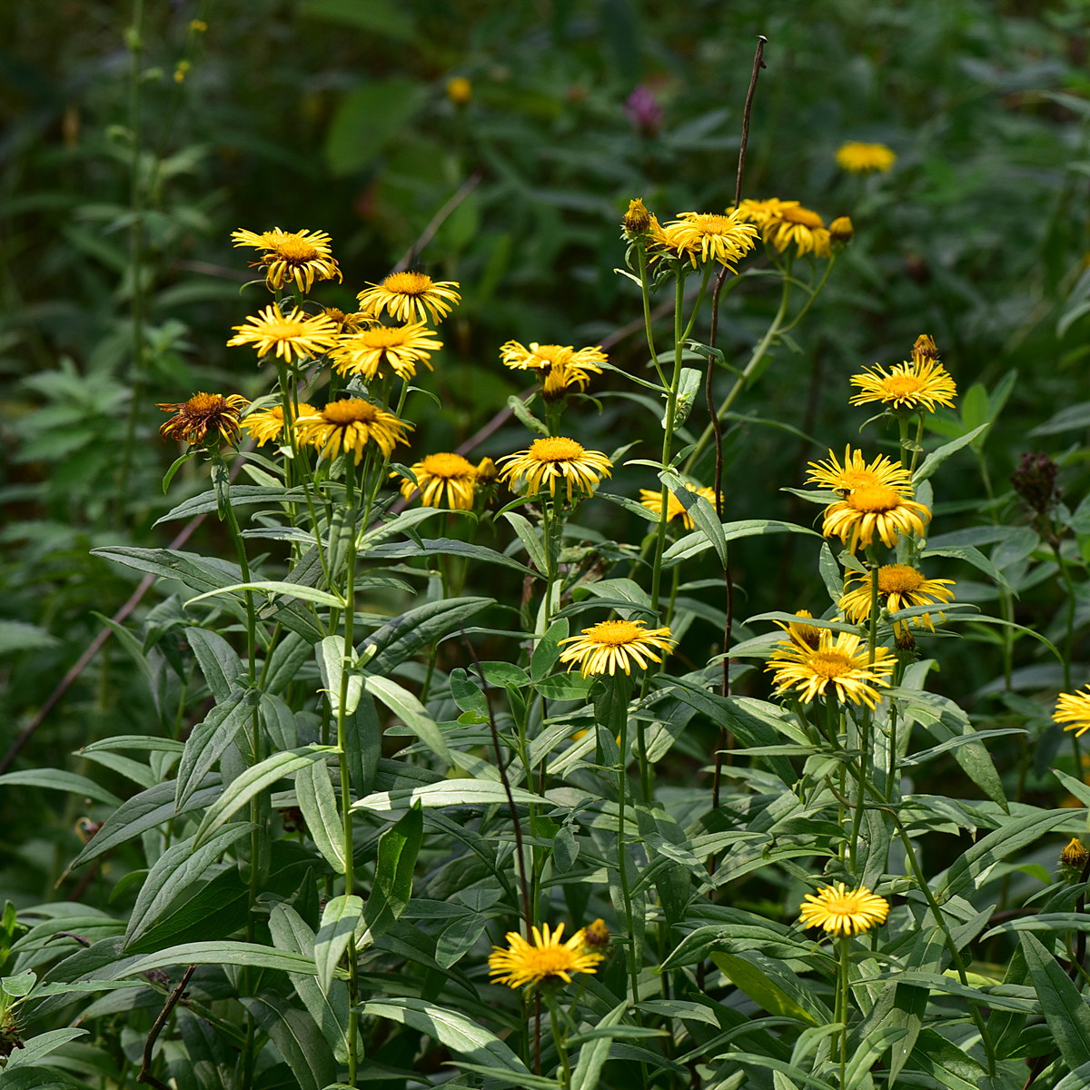 Изображение особи Inula salicina.