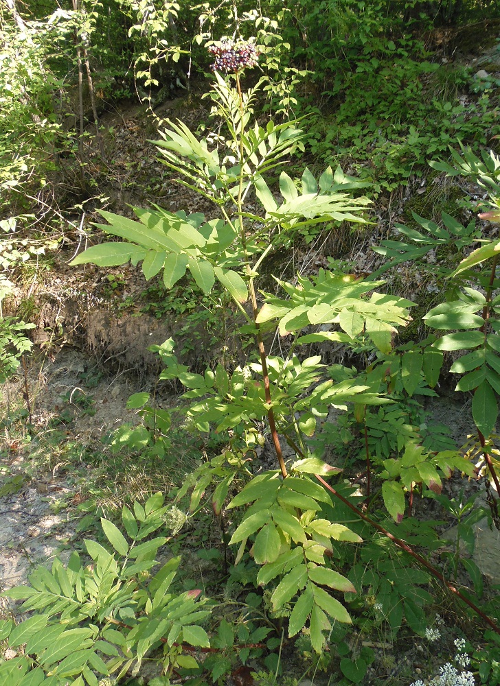 Изображение особи Sambucus ebulus.