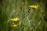 Hieracium umbellatum. Верхняя часть растения с нераспустившимися и распустившимися соцветиями и остатками соплодий. Тверская обл., Торопецкий р-н, окр. дер. Стрежино, урочище Заозерье. 07.08.2018.