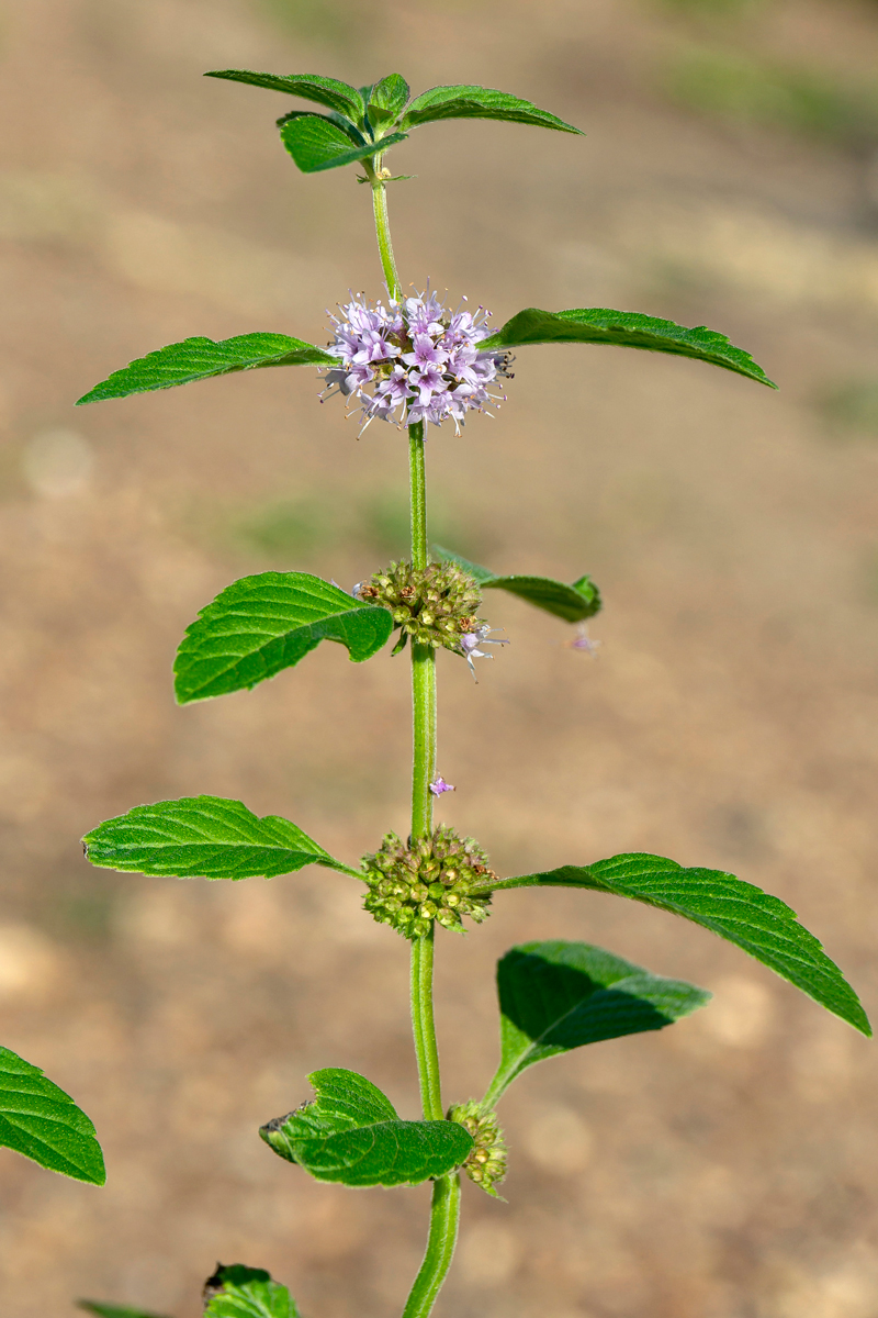 Image of Mentha arvensis specimen.