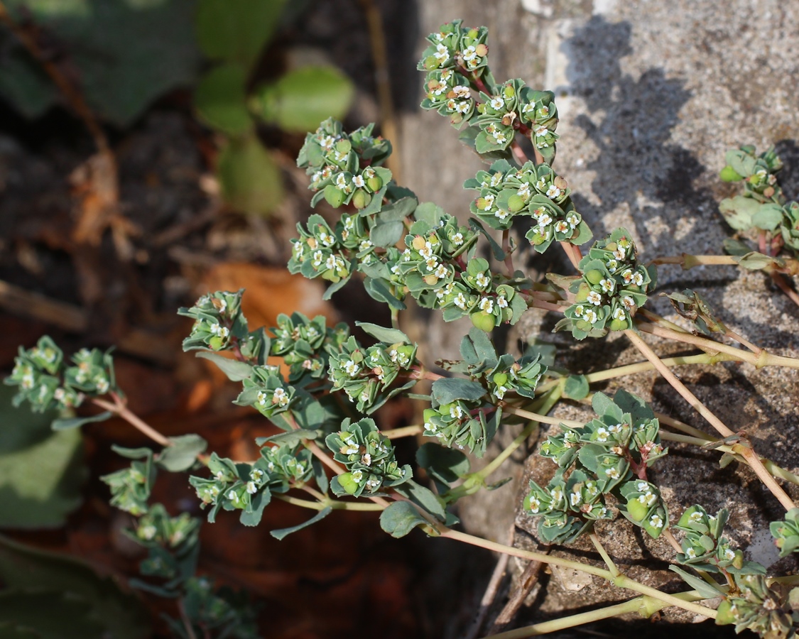 Изображение особи Euphorbia chamaesyce.