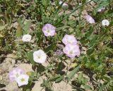 Convolvulus arvensis. Цветущие растения. Узбекистан, северная часть г. Самарканд, холмы Афрасиаба. 03.05.2018.
