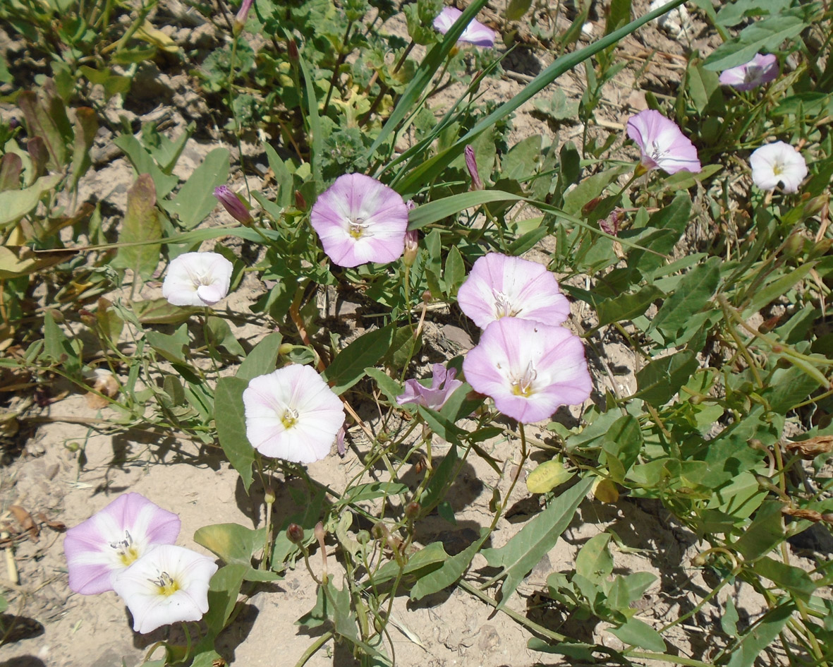 Изображение особи Convolvulus arvensis.