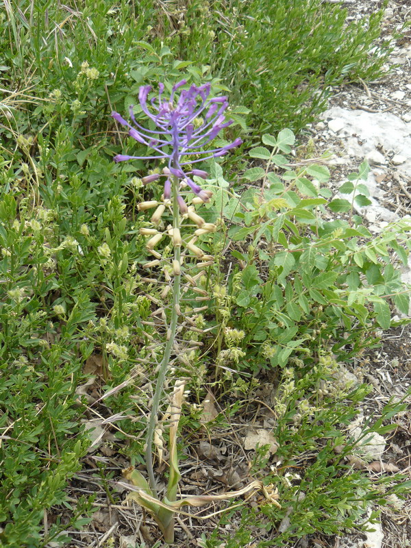 Изображение особи Leopoldia comosa.