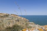 Silene densiflora. Плодоносящее растение. Крым, Керченский п-ов, Приазовье, Генеральские пляжи, каменистый приморский склон. 10.06.2018.