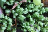 Plagiochila porelloides
