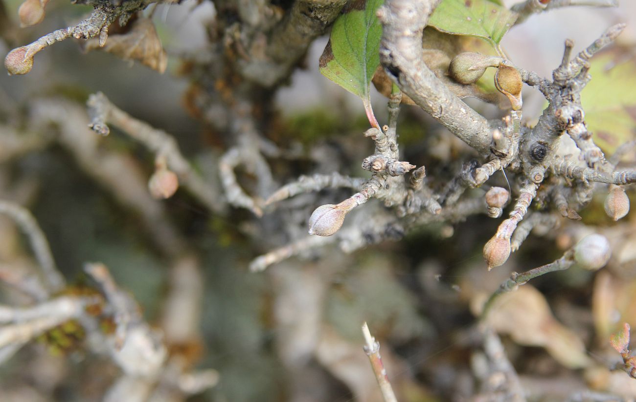 Изображение особи Cornus mas.