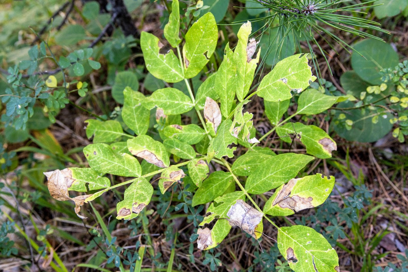 Изображение особи Dictamnus gymnostylis.