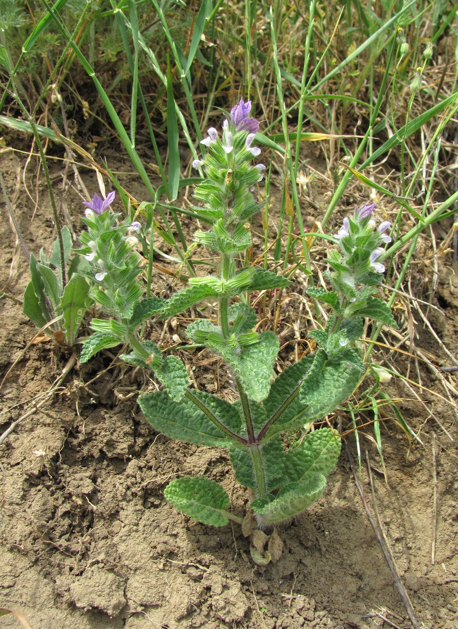 Изображение особи Salvia viridis.