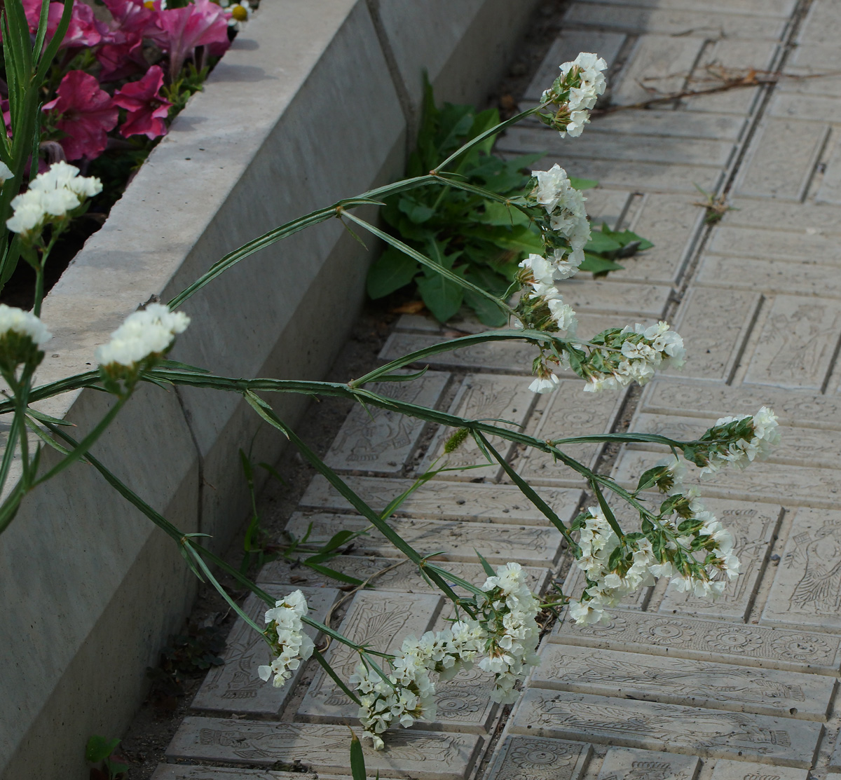 Изображение особи Limonium sinuatum.