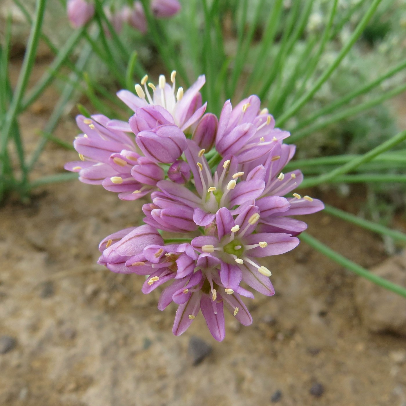 Image of Allium mongolicum specimen.