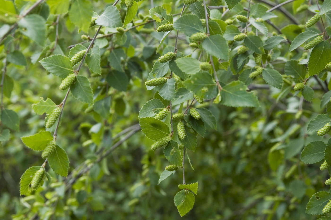 Image of Betula fruticosa specimen.