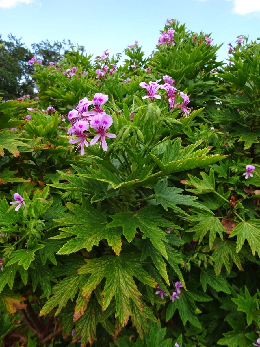 Изображение особи Pelargonium citronellum.