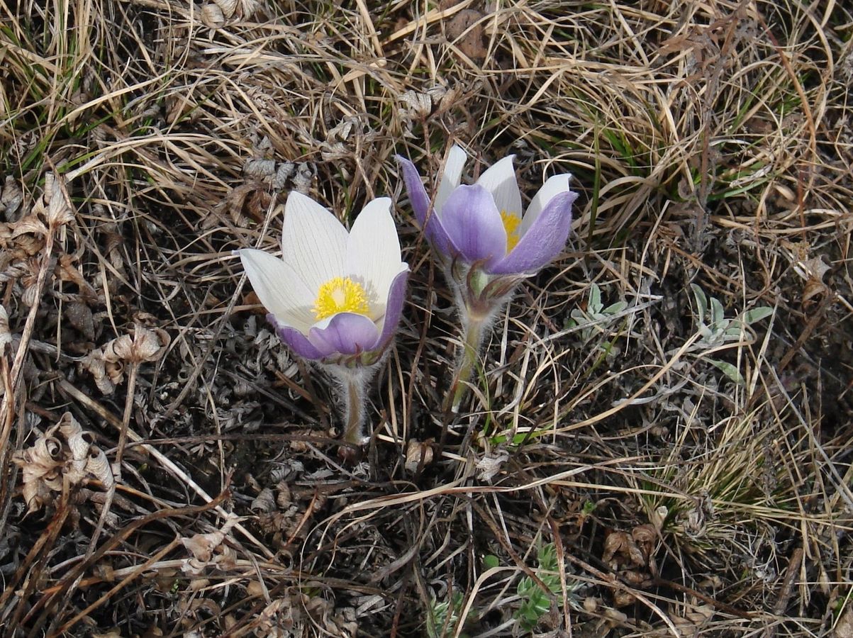 Image of genus Pulsatilla specimen.