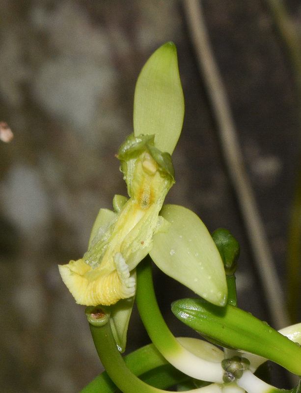 Image of Vanilla planifolia specimen.