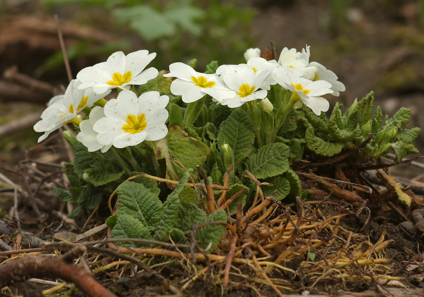 Image of Primula vulgaris specimen.