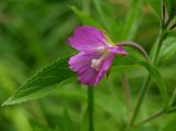 Epilobium hirsutum. Цветок. Московская обл., Раменский р-н, пос. Ильинский, на заросшей улице среди рудеральной растительности. 25.07.2017.