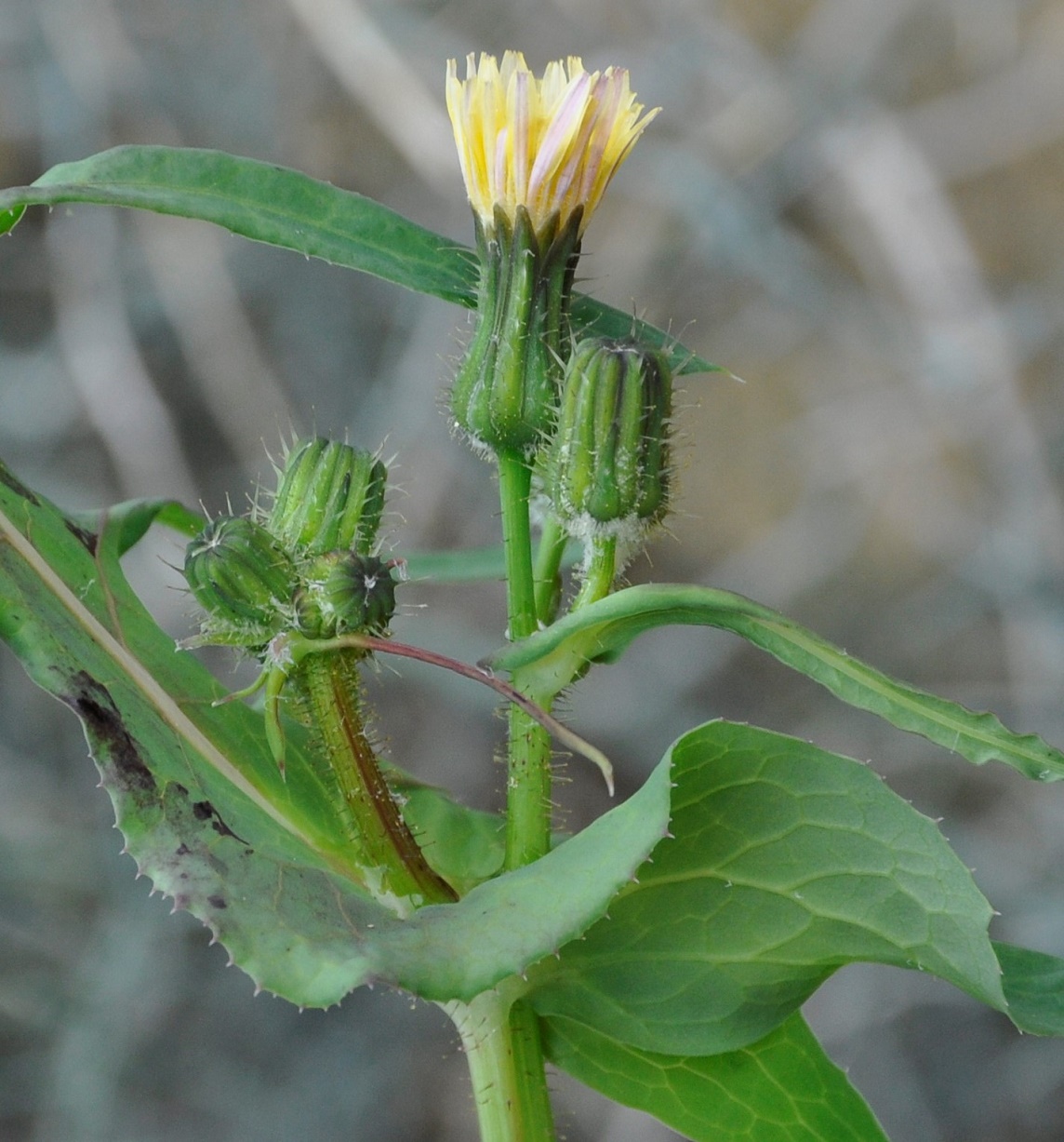 Изображение особи Sonchus oleraceus.