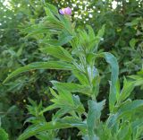 Epilobium hirsutum