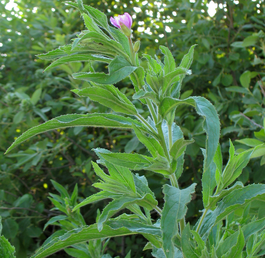 Изображение особи Epilobium hirsutum.