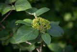 Viburnum lantana. Верхушка побега с незрелым соплодием. Кировская обл., г. Киров, Ботанический сад Вятского государственного университета, в культуре. 29.06.2018.