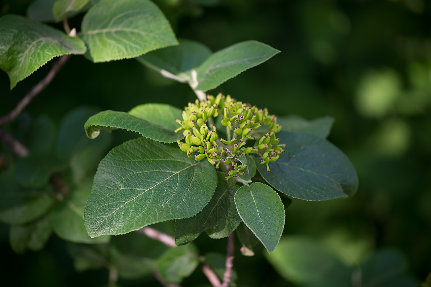 Изображение особи Viburnum lantana.