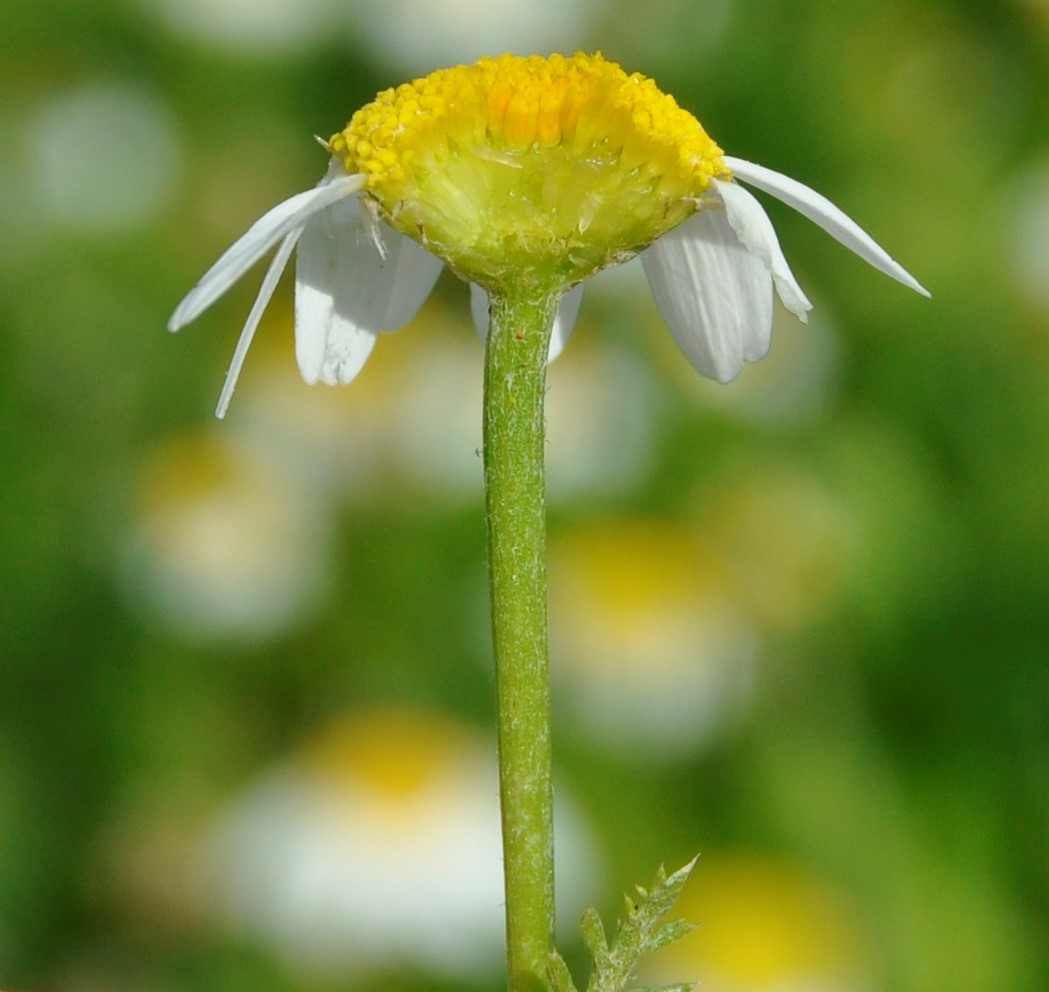 Image of genus Anthemis specimen.