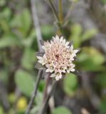 Pterocephalus подвид obtusifolius