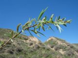 Salix wilhelmsiana