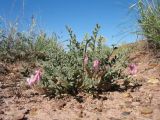 Astragalus pallasii. Цветущее и плодоносящее растение. Южный Казахстан, вост. предгорья хр. Сырдарьинский Каратау, Закаратауская равнина (возвышенность), сев. побережье оз. Ащиколь, глинисто-каменистые прибрежные пестроцветы. 6 мая 2019 г.