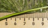 Carex halleriana. Часть побега. Краснодарский край, м/о г. Новороссийск, гора Самбурова, травянистое сообщество задернованного скального обнажения в пушистодубово-грабинниковом редколесье. 28.04.2019.