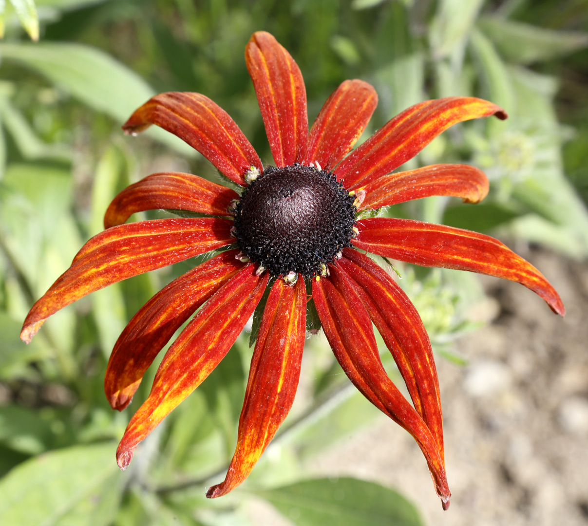 Изображение особи Rudbeckia hirta.