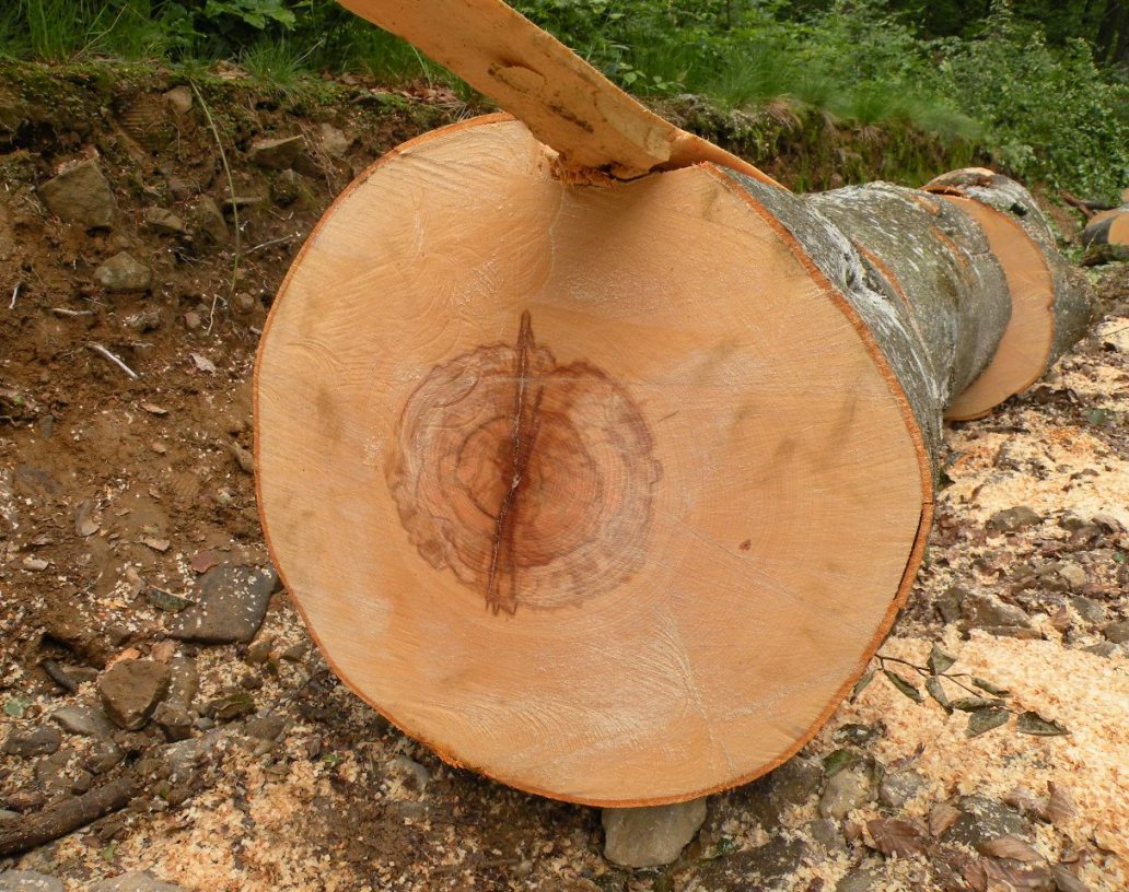 Image of Fagus sylvatica specimen.