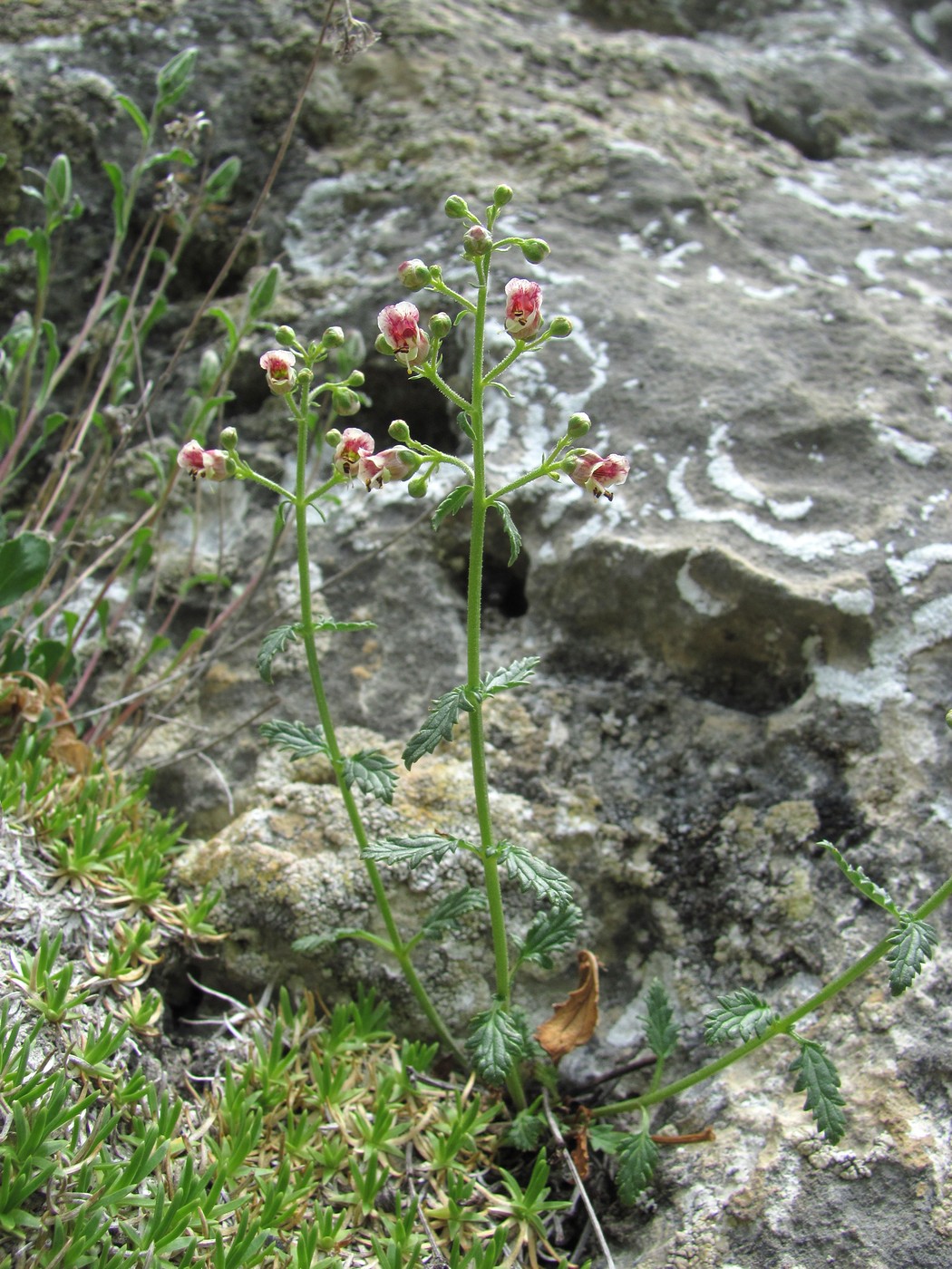 Image of Scrophularia rupestris specimen.
