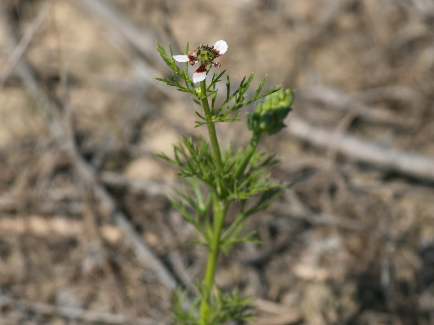 Image of genus Adonis specimen.