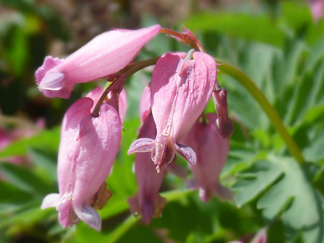 Изображение особи Dicentra formosa.