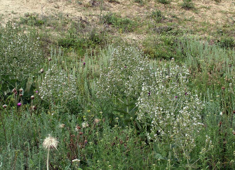 Image of Salvia aethiopis specimen.