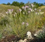 Jurinea stoechadifolia