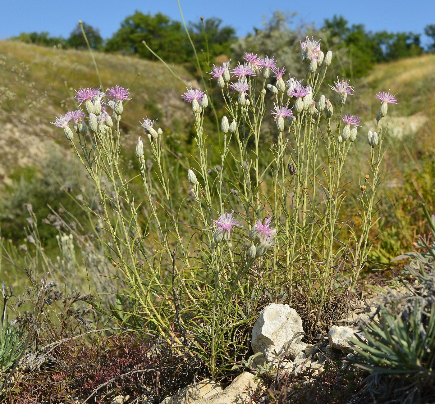 Изображение особи Jurinea stoechadifolia.