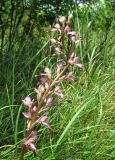 Himantoglossum formosum. Соцветие. Дагестан, Табасаранский р-н, 4 км к северо-востоку от с. Дарваг, поляна в дубовом лесу. 3 июня 2019 г.