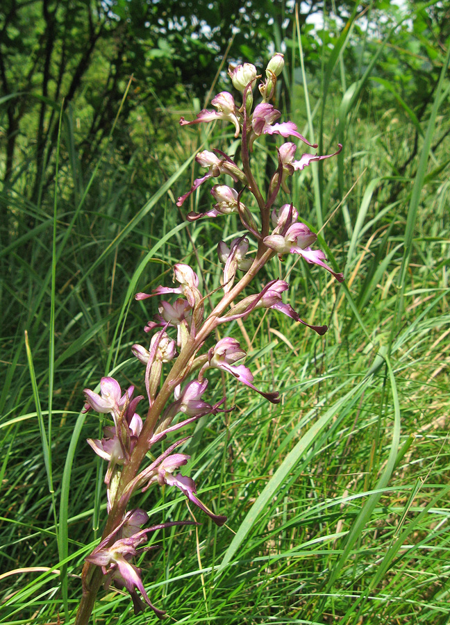 Изображение особи Himantoglossum formosum.