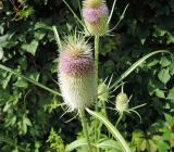 Dipsacus fullonum