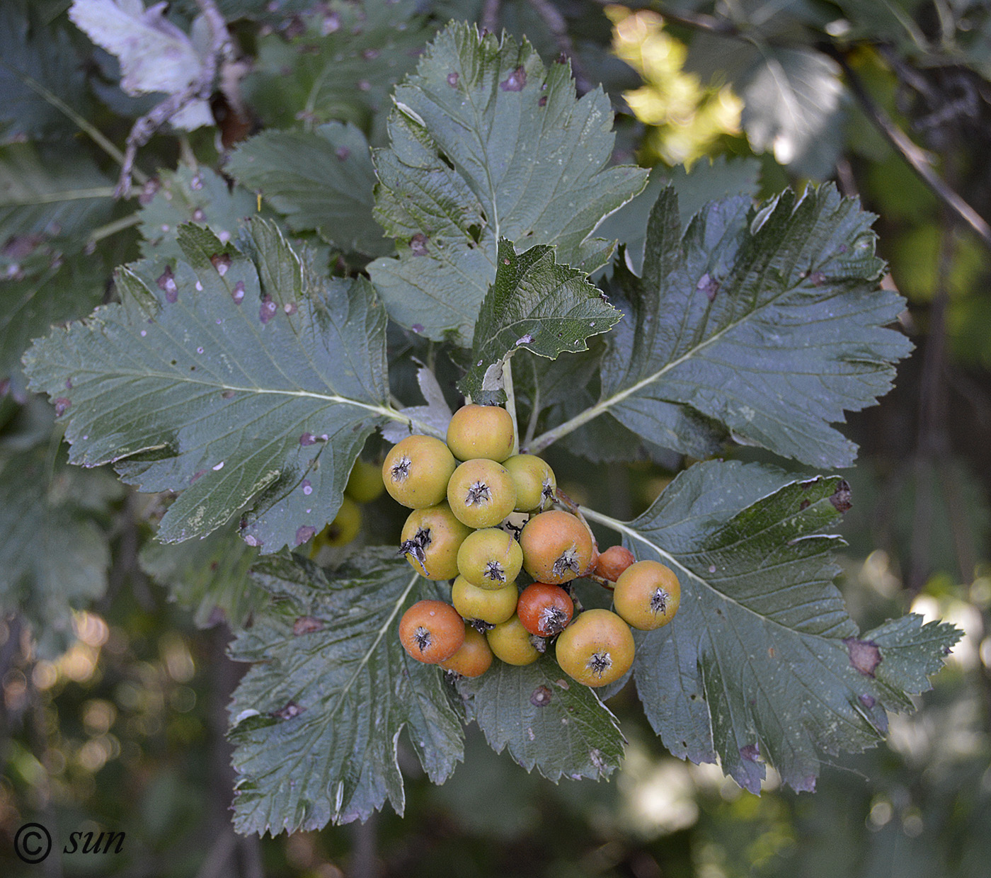 Изображение особи Sorbus intermedia.