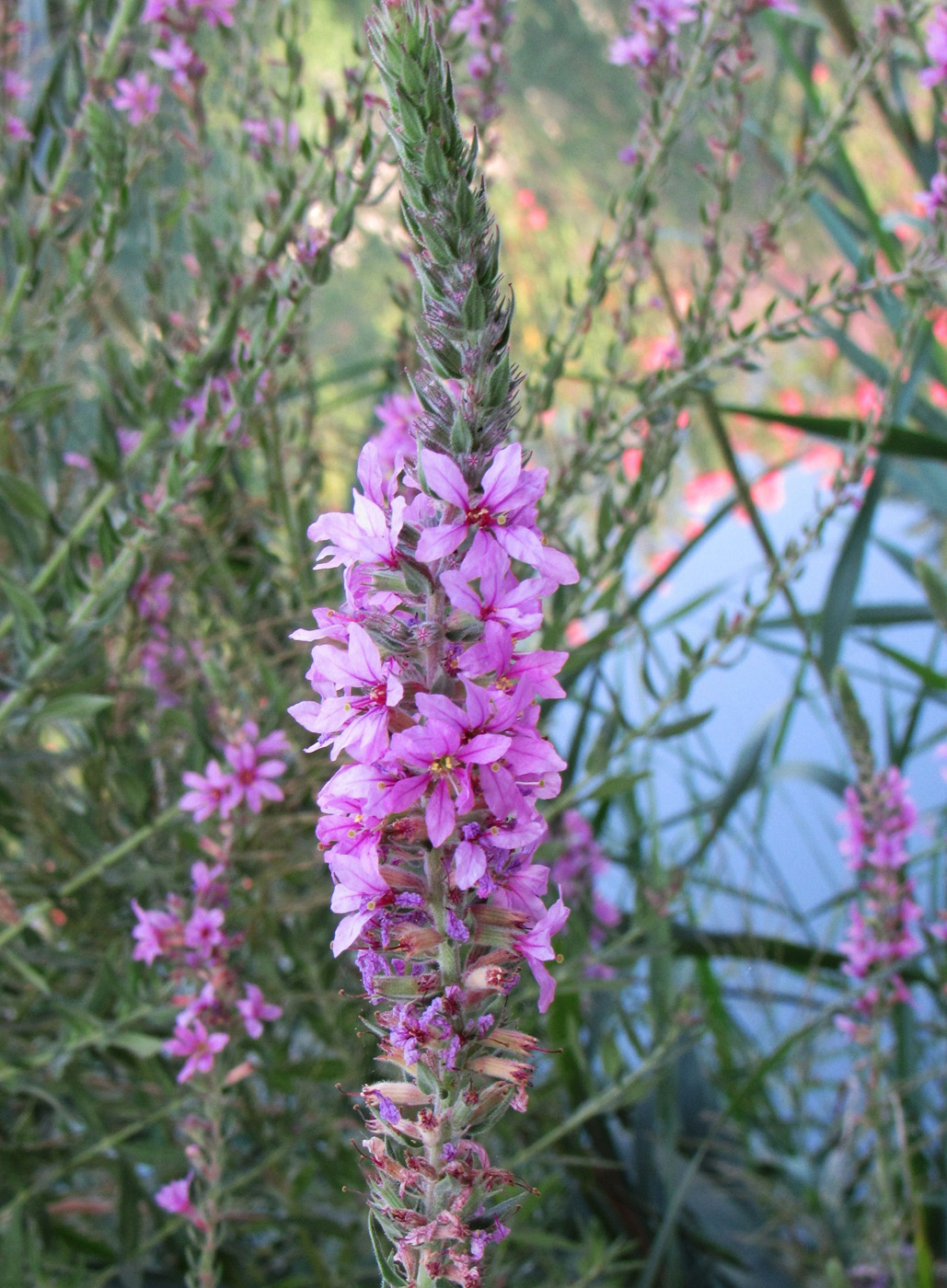 Изображение особи Lythrum tomentosum.