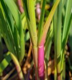 Glyceria maxima